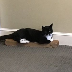 Meet your Posher, Cece